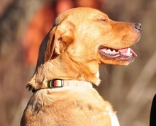 CODY, Hund, Mischlingshund in Slowakische Republik - Bild 5