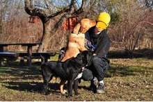 CODY, Hund, Mischlingshund in Slowakische Republik - Bild 8