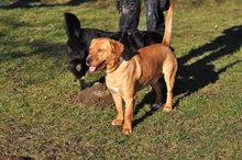 CODY, Hund, Mischlingshund in Slowakische Republik - Bild 9