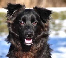BRUNOS115, Hund, Mischlingshund in Slowakische Republik - Bild 1