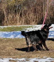 BRUNOS115, Hund, Mischlingshund in Slowakische Republik - Bild 10