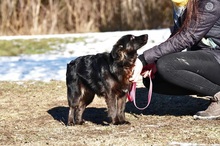 BRUNOS115, Hund, Mischlingshund in Slowakische Republik - Bild 11