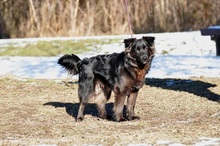 BRUNOS115, Hund, Mischlingshund in Slowakische Republik - Bild 3