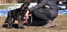 BRUNOS115, Hund, Mischlingshund in Slowakische Republik - Bild 5