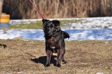 BRUNOS115, Hund, Mischlingshund in Slowakische Republik - Bild 6
