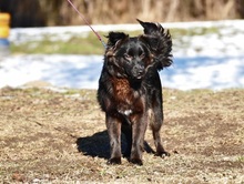 BRUNOS115, Hund, Mischlingshund in Slowakische Republik - Bild 7