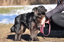 BRUNOS115, Hund, Mischlingshund in Slowakische Republik - Bild 8
