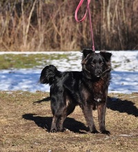 BRUNOS115, Hund, Mischlingshund in Slowakische Republik - Bild 9