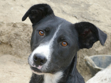RABEA, Hund, Mischlingshund in Rumänien - Bild 1