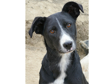 RABEA, Hund, Mischlingshund in Rumänien - Bild 2