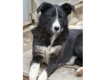 RABEA, Hund, Mischlingshund in Rumänien - Bild 6