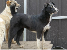 RABEA, Hund, Mischlingshund in Rumänien - Bild 7
