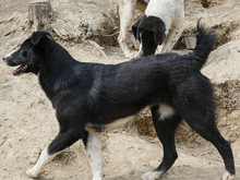 RABEA, Hund, Mischlingshund in Rumänien - Bild 9