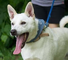 RON, Hund, Mischlingshund in Slowakische Republik - Bild 1