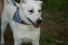 RON, Hund, Mischlingshund in Slowakische Republik - Bild 3