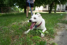 RON, Hund, Mischlingshund in Slowakische Republik - Bild 5