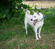 RON, Hund, Mischlingshund in Slowakische Republik - Bild 6