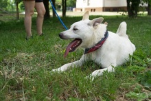 RON, Hund, Mischlingshund in Slowakische Republik - Bild 8