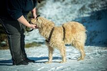 KAIRO, Hund, Mischlingshund in Ungarn - Bild 6