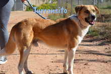 TURRONSITO, Hund, Mischlingshund in Spanien - Bild 1