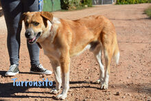 TURRONSITO, Hund, Mischlingshund in Spanien - Bild 3