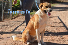 TURRONSITO, Hund, Mischlingshund in Spanien - Bild 4