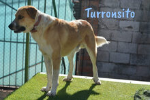 TURRONSITO, Hund, Mischlingshund in Spanien - Bild 5