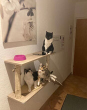 LEA, Katze, Hauskatze in Köln - Bild 6