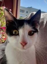 SIMBA, Katze, Hauskatze in Köln - Bild 2