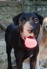 DUNJA, Hund, Mischlingshund in Rumänien - Bild 2