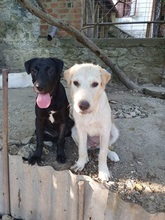 DUNJA, Hund, Mischlingshund in Rumänien - Bild 4