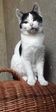 MANU, Katze, Hauskatze in Bulgarien - Bild 1