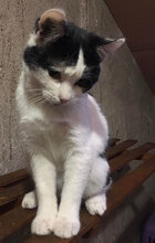 MANU, Katze, Hauskatze in Bulgarien - Bild 3