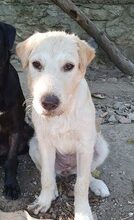 DAISY, Hund, Mischlingshund in Rumänien - Bild 2
