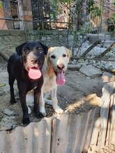 DAISY, Hund, Mischlingshund in Rumänien - Bild 3