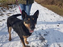 PUSZI2, Hund, Mischlingshund in Ungarn - Bild 1