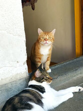JIVKO, Katze, Hauskatze in Bulgarien - Bild 4