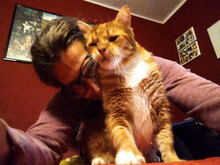 JIVKO, Katze, Hauskatze in Bulgarien - Bild 7