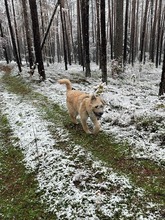 MAJKY, Hund, Mischlingshund in Adelsdorf - Bild 3