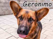 GERONIMO, Hund, Mischlingshund in Spanien - Bild 1