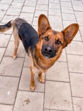 GERONIMO, Hund, Mischlingshund in Spanien - Bild 10