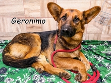 GERONIMO, Hund, Mischlingshund in Spanien - Bild 2