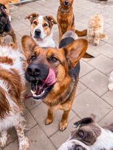 GERONIMO, Hund, Mischlingshund in Spanien - Bild 3