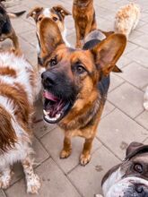 GERONIMO, Hund, Mischlingshund in Spanien - Bild 4