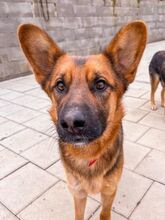 GERONIMO, Hund, Mischlingshund in Spanien - Bild 5