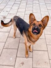 GERONIMO, Hund, Mischlingshund in Spanien - Bild 6