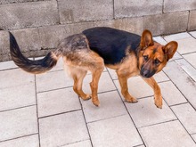 GERONIMO, Hund, Mischlingshund in Spanien - Bild 7