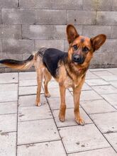 GERONIMO, Hund, Mischlingshund in Spanien - Bild 9