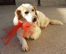 DOLLY, Hund, Mischlingshund in Italien - Bild 1