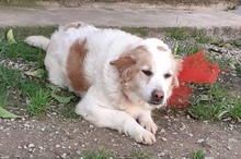 DOLLY, Hund, Mischlingshund in Italien - Bild 3
